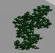 face base- wall creeper leaves